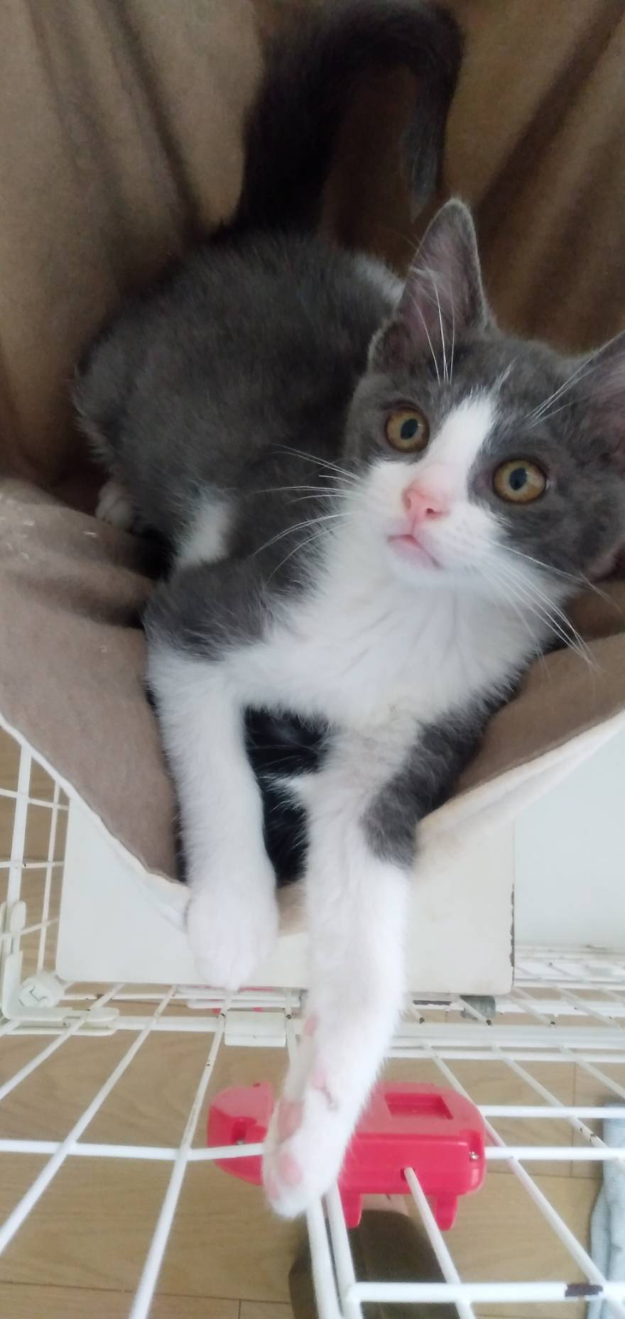 猫種不明