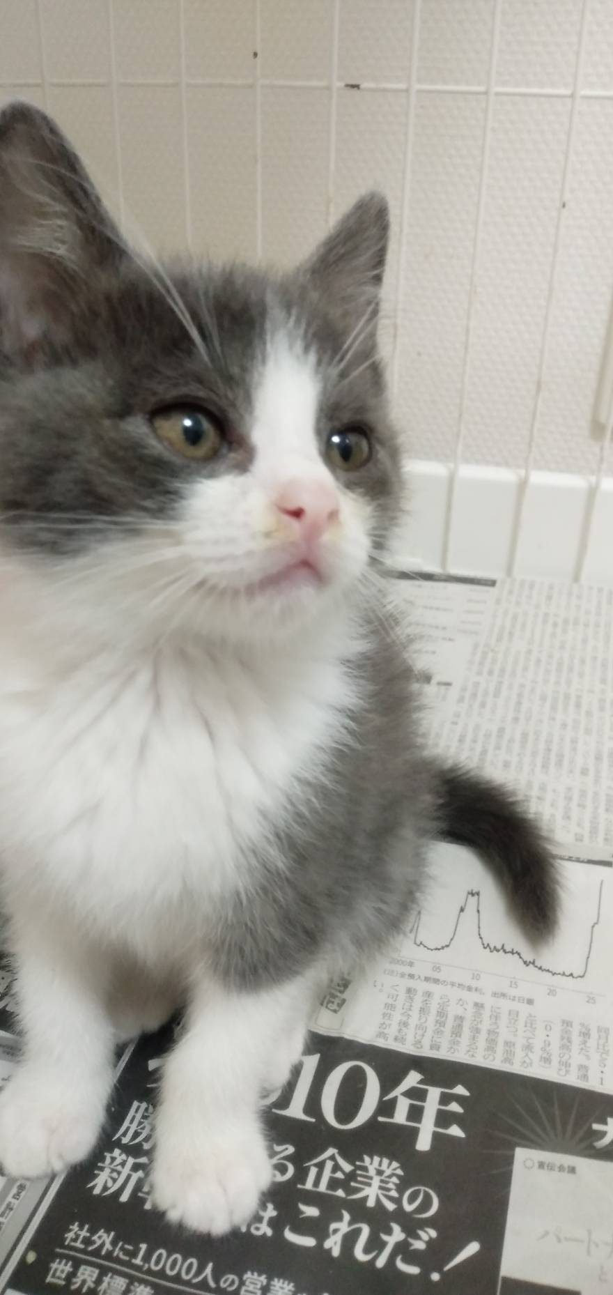 ミルカ