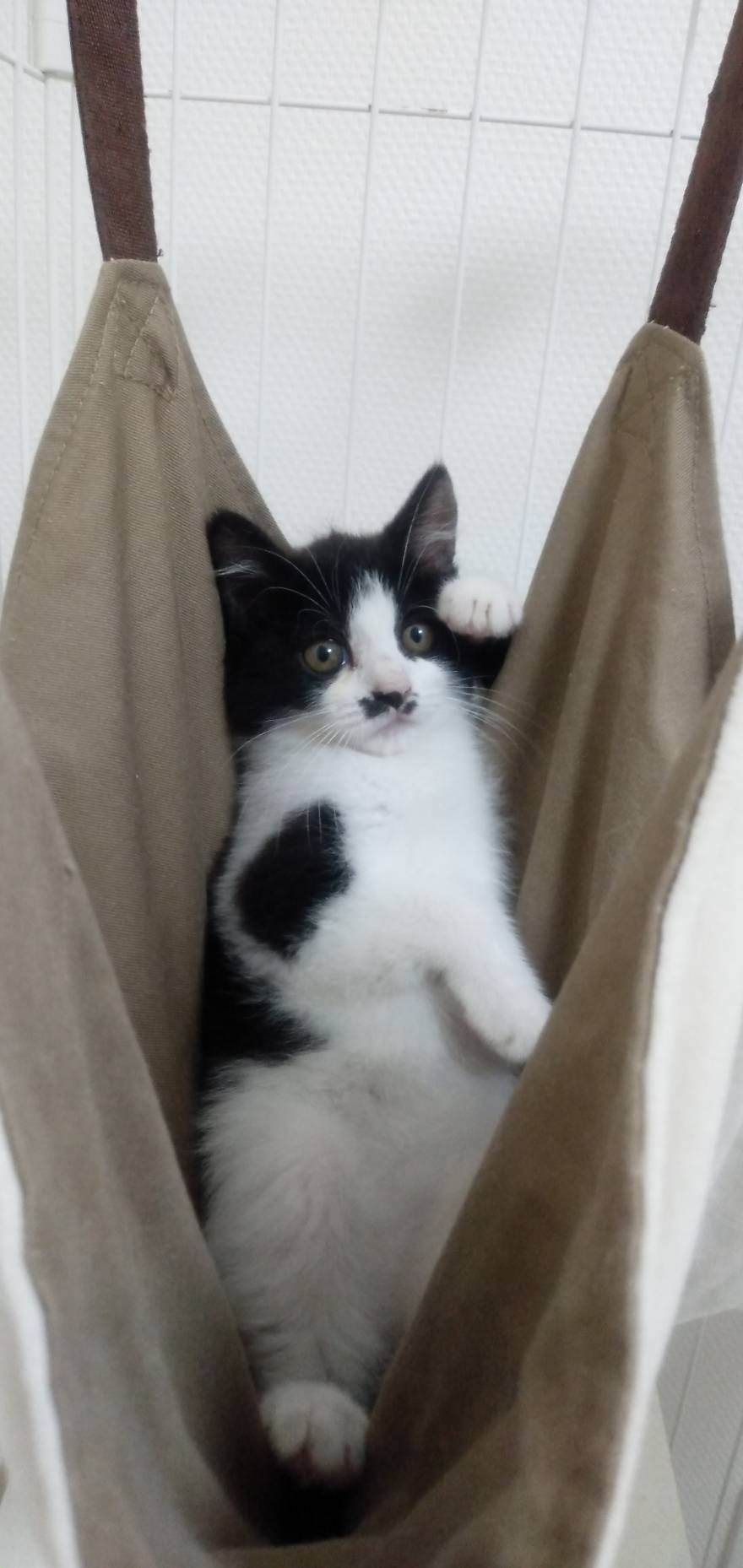 猫種不明