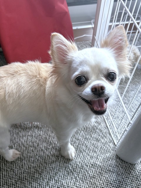 ペッパー