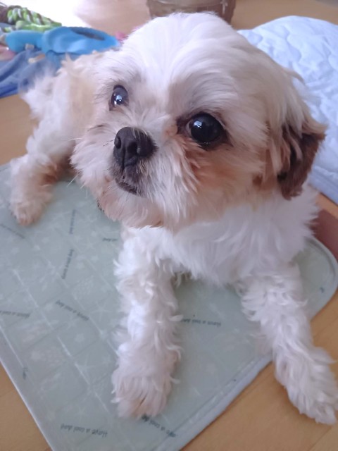 シー・ズー