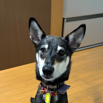 犬種不明
