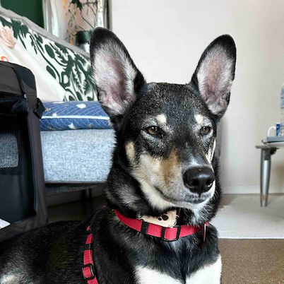 犬種不明