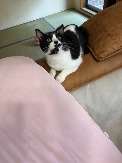 ぷぅ