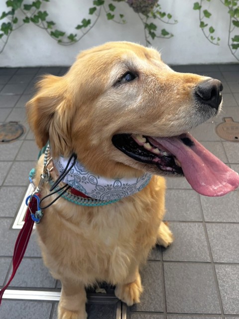 かなさ