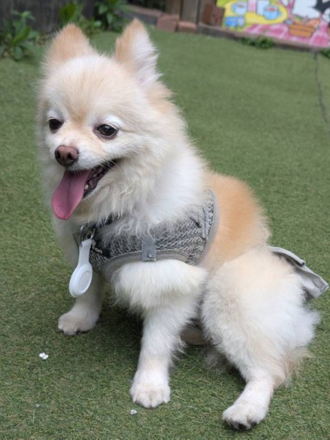 ポメラニアン
