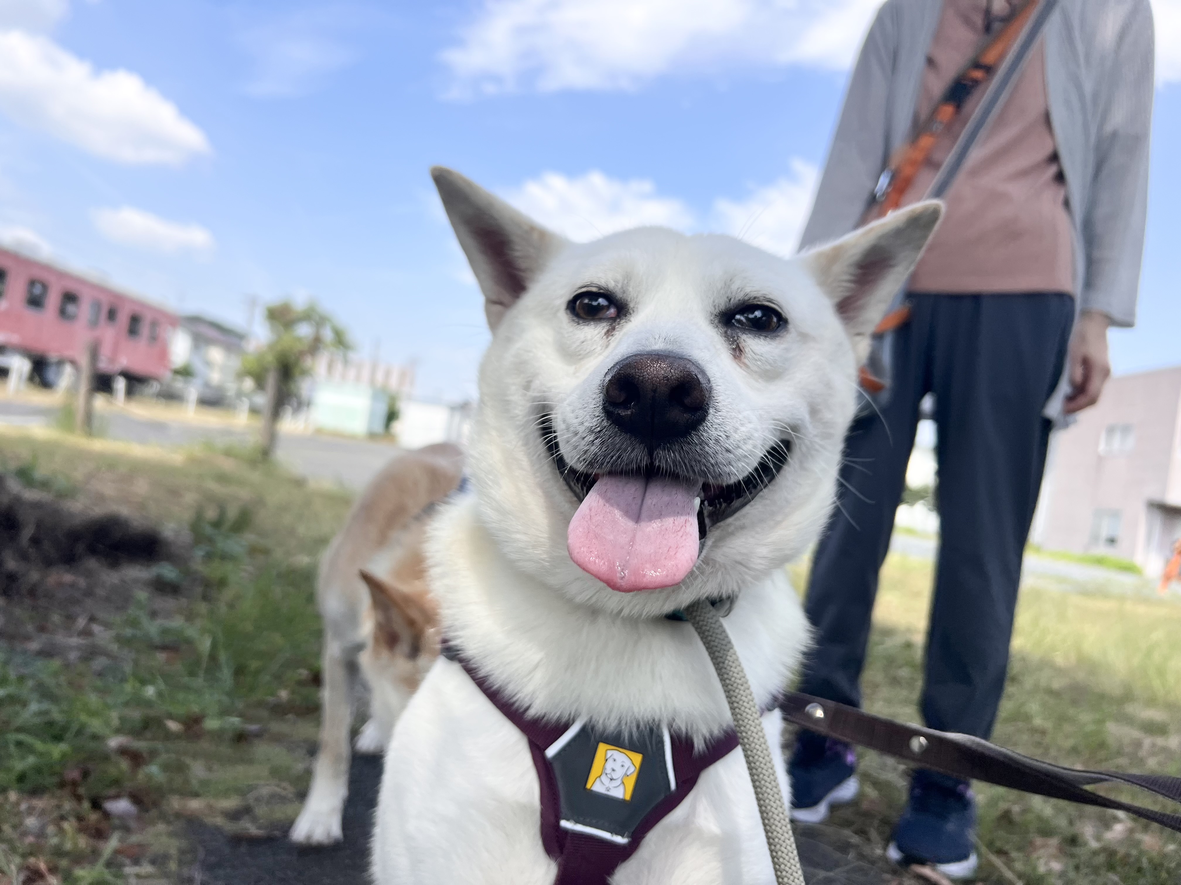 犬種不明