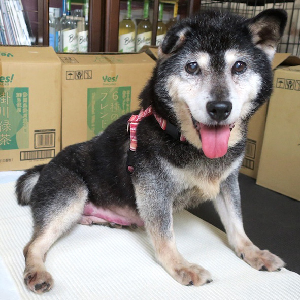 柴犬