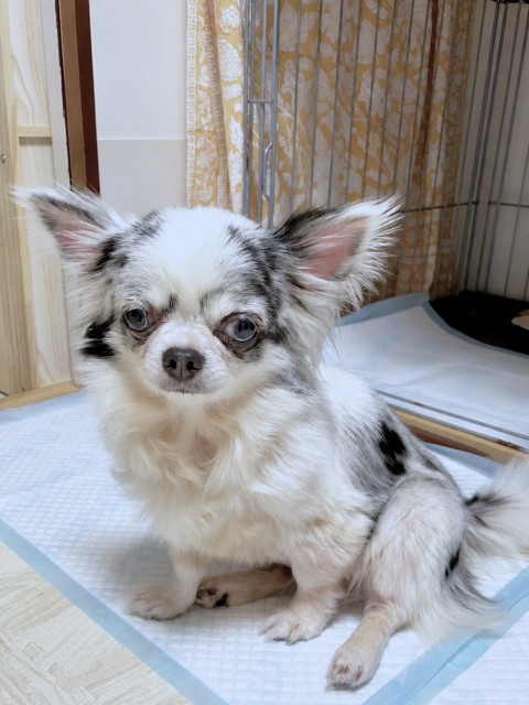 ゆきる
