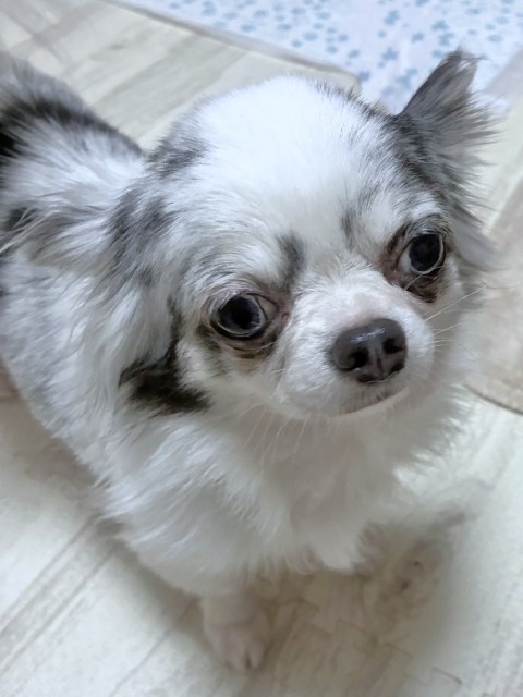 ゆきる