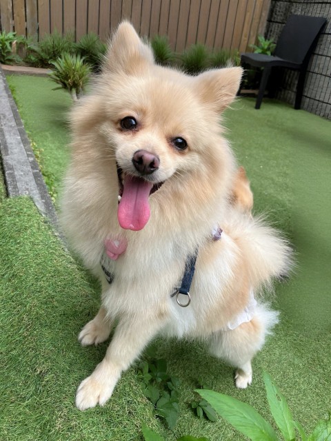 ポメラニアン