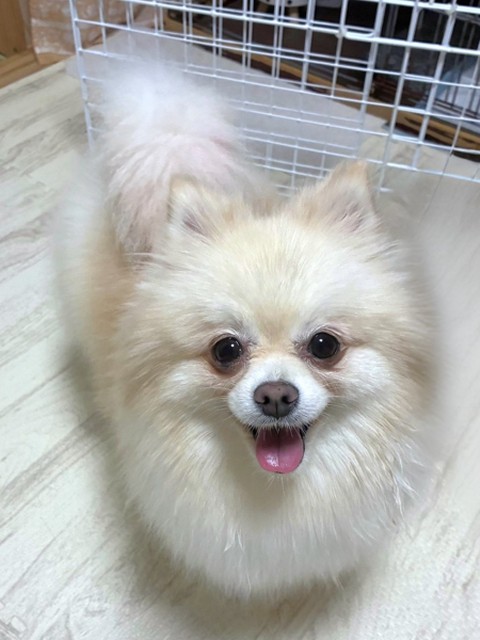 登録している生体
