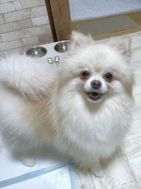 ピーチェ