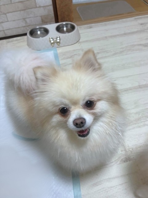 ピーチェ