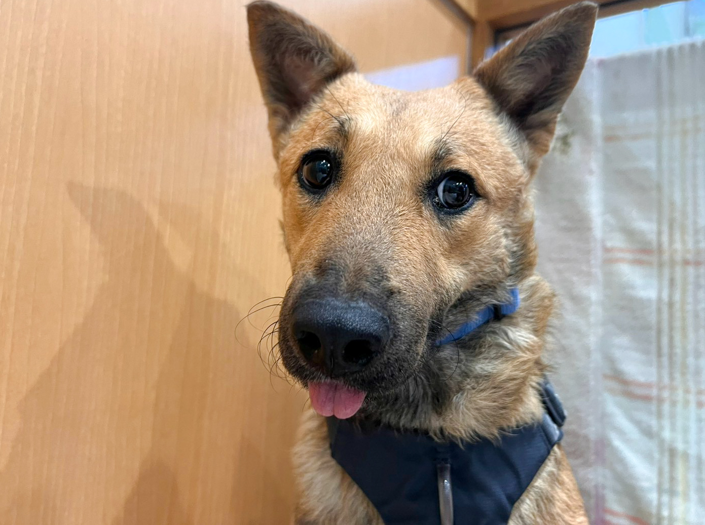 犬種不明