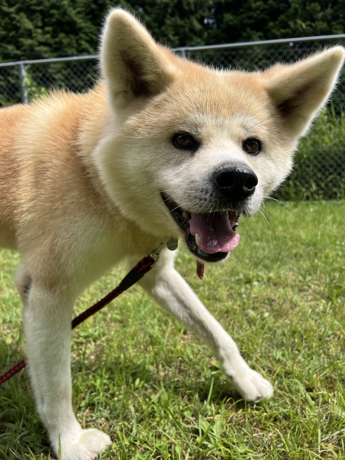 秋田犬