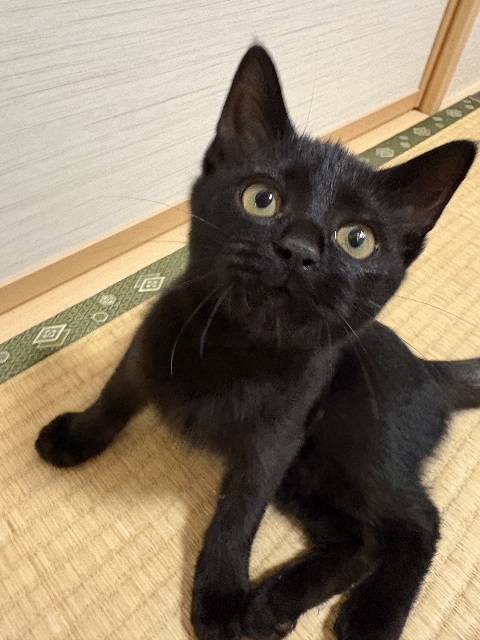 猫種不明