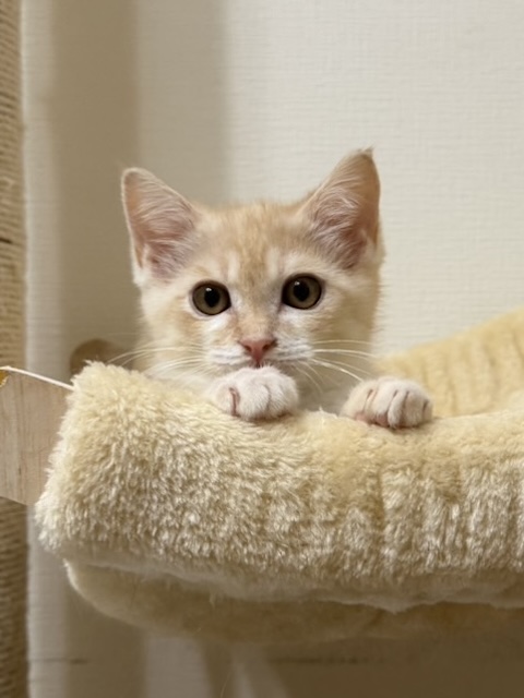 猫種不明