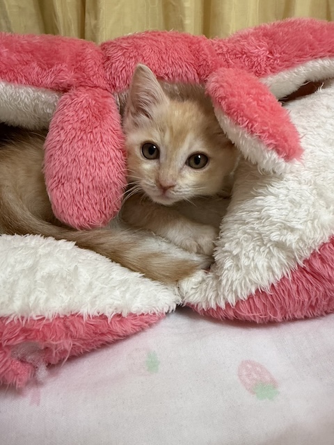 ペコ