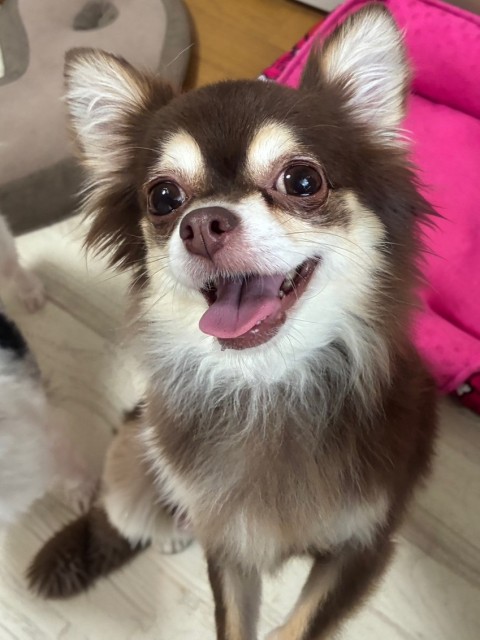 チワワ