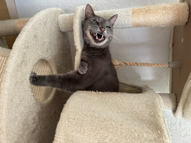 コロネ