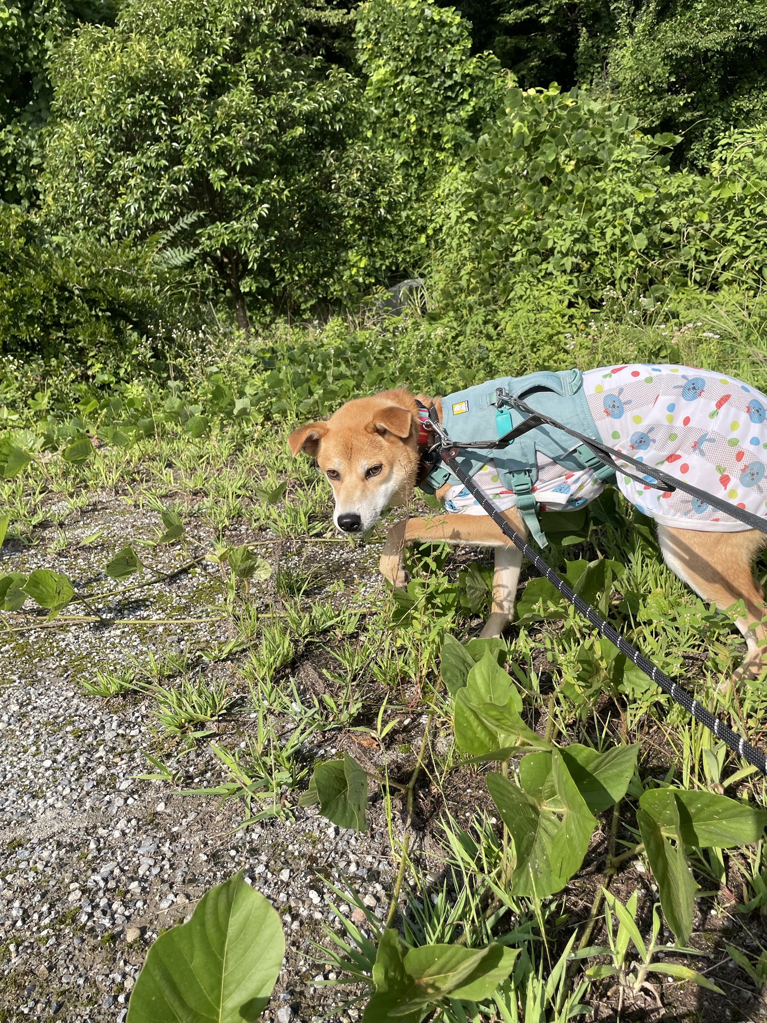 犬種不明