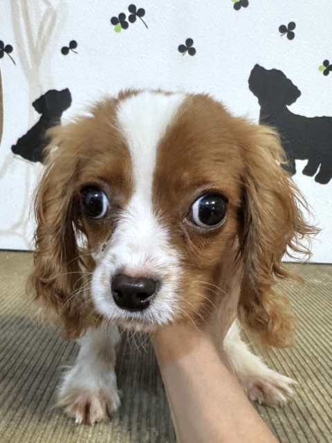 ピスタ