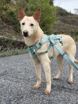 犬種不明