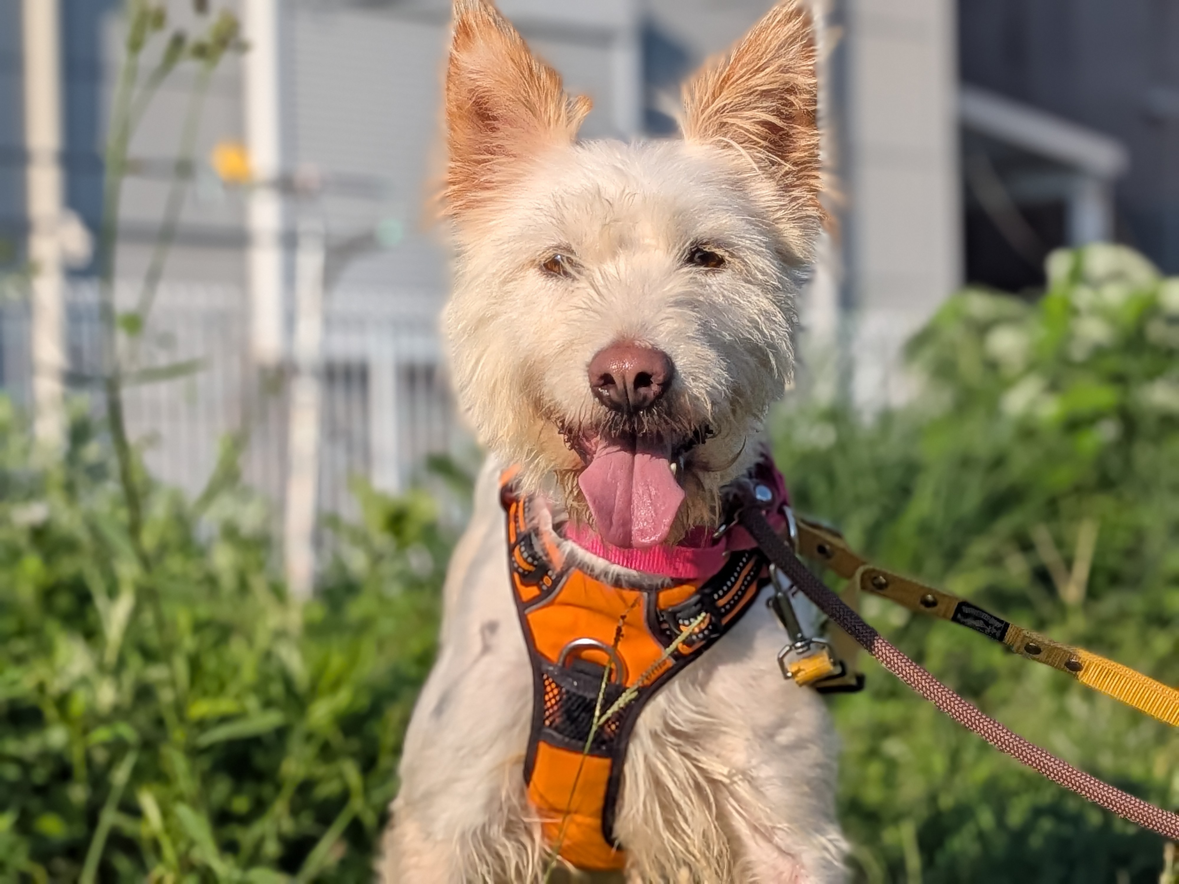 犬種不明