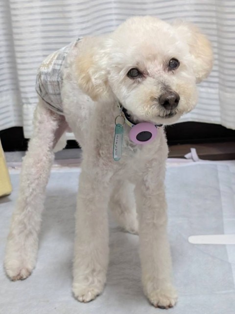 ニッキ