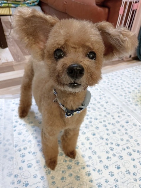 チルド