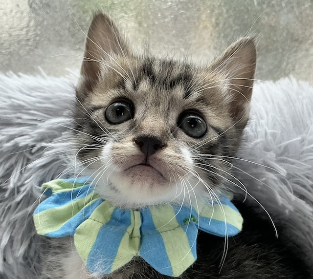 猫種不明