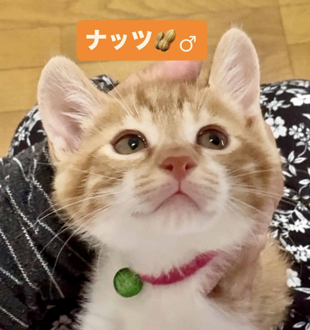 猫種不明