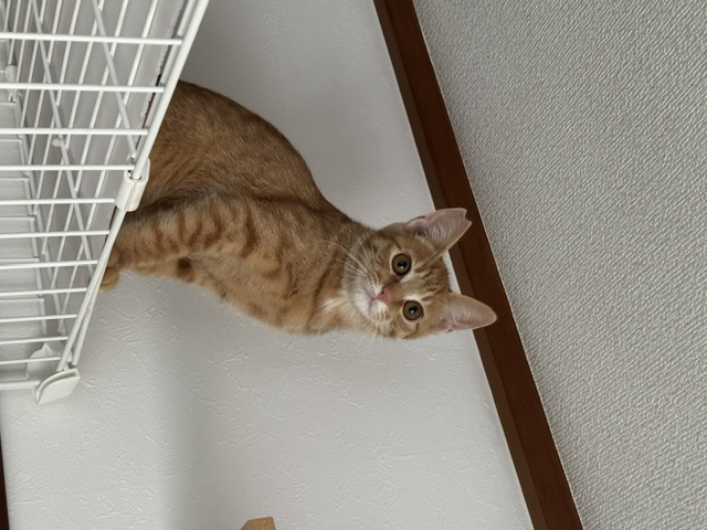 ディア
