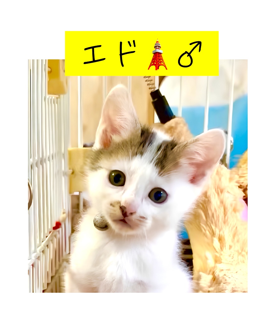 猫種不明