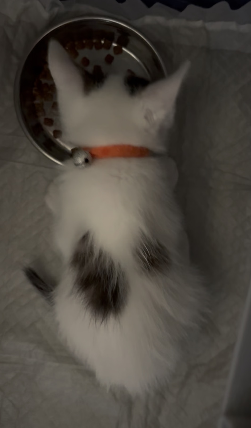 エドくん