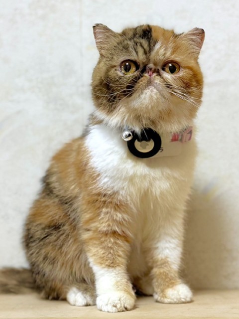 エキゾチック
