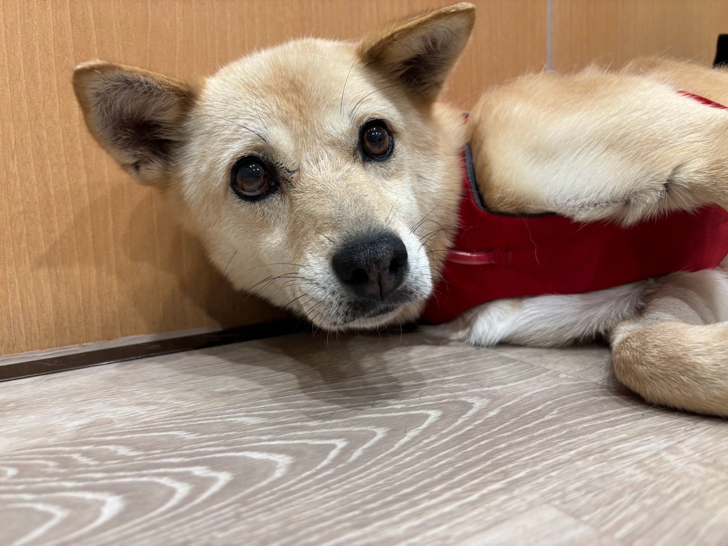 犬種不明