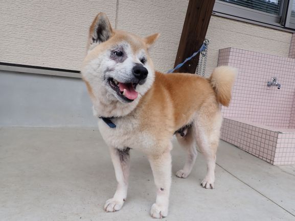 柴犬