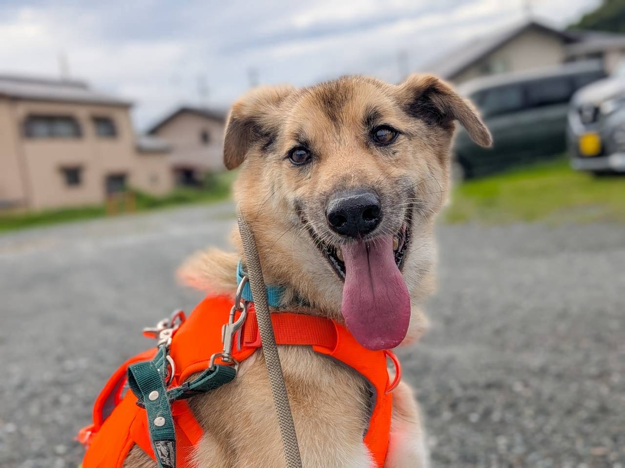 犬種不明