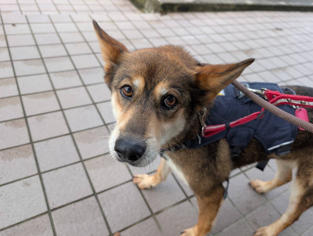犬種不明
