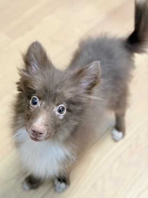 ヘーゼル