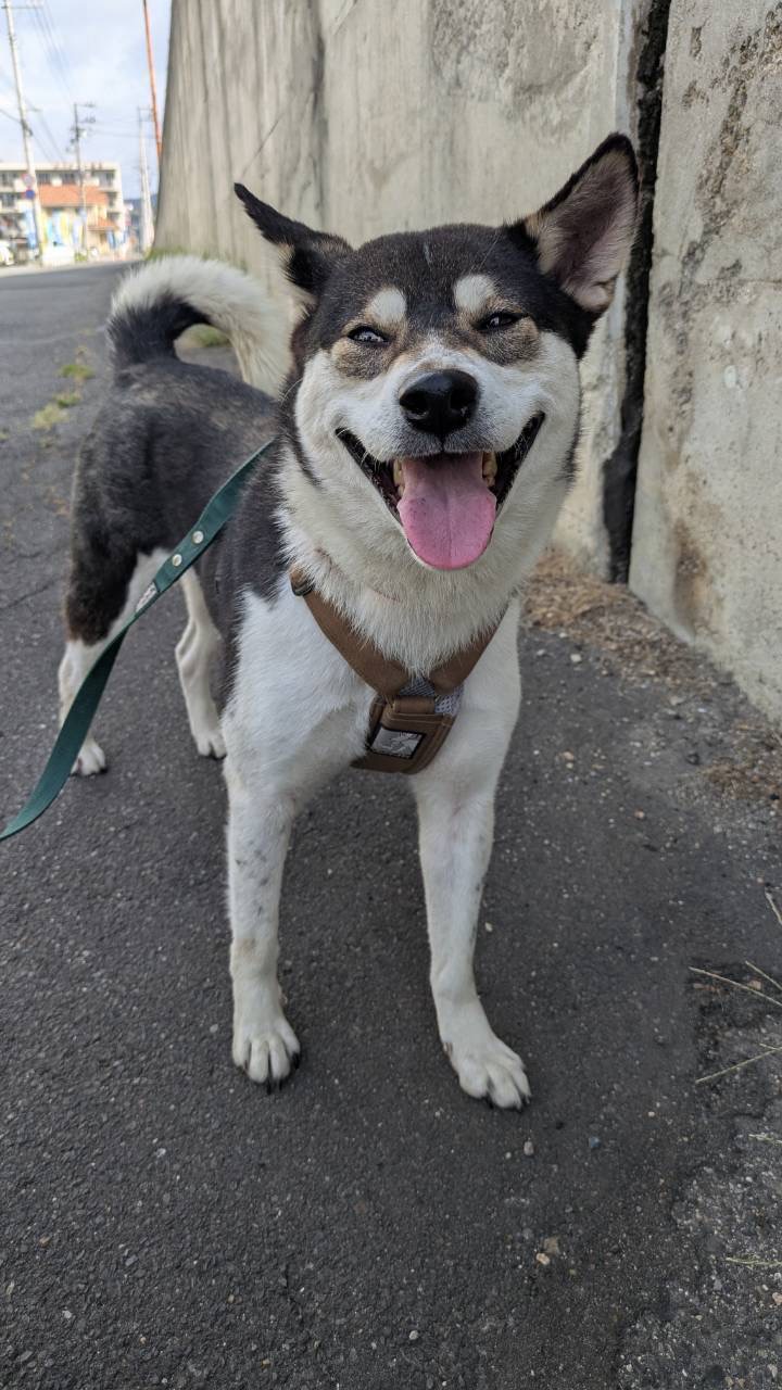 犬種不明