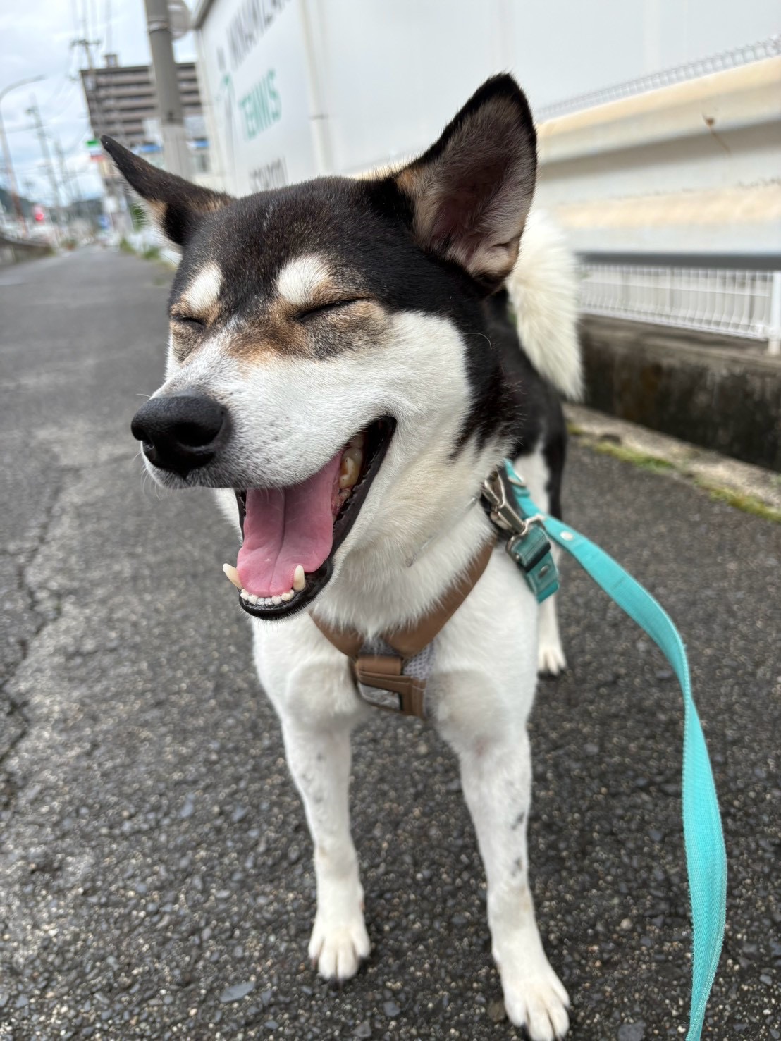 パスカル🌷福山譲渡センター