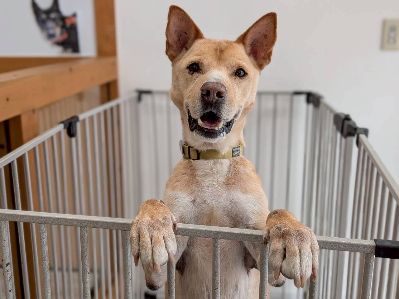 犬種不明
