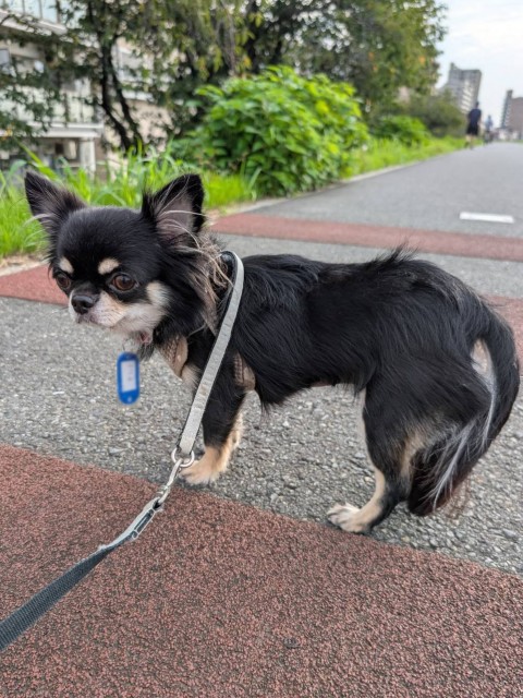 まりもん