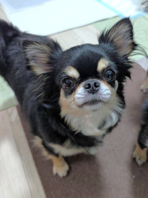 チワワ