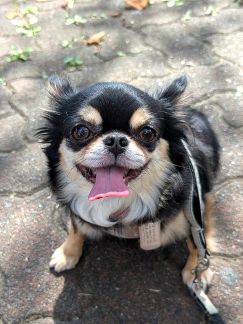 きなこあ