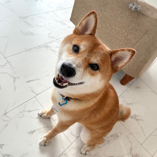柴犬