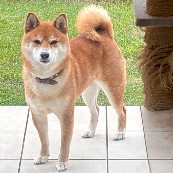 レイ